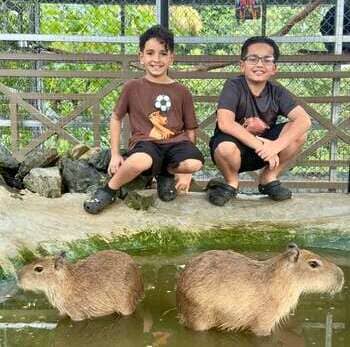 Calibara en Dominican Farm, animal exotico y amigable