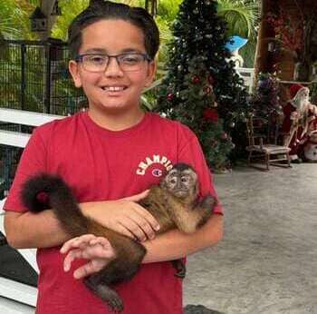 Mono capuchino en granja interativa Dominican Farm